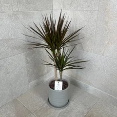 2025年最新】赤ドラセナの人気アイテム - メルカリ 