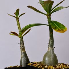3N1 実生 2株セット アデニウム ソマレンセ コーデックス 塊根植物 アデニウムソマレンセ