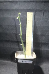 2024年最新】アデニア グロボーサの人気アイテム - メルカリ 