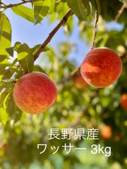 長野県産ワッサー『スイートリッチ』訳あり