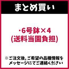 （まとめ買い） 6号×4　アンスリウム アンシカル アンスリューム