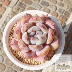  オレンジモンロー カット苗 エケベリア 2寸ポット 弁慶草科 多肉植物 苗 eca-082 