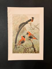 ハタオリドリ科　1893年の動物画 pl.5