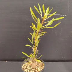 2025年最新】プルプシーの人気アイテム - メルカリ