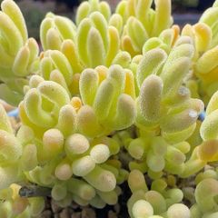 新入荷❣️多肉植物　ドロサンテマム　キラキラ　レモンイエロー  抜き苗　1株