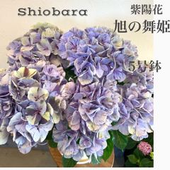 母の日　【塩原花園】　旭の舞姫　Shiobara アジサイ　鉢植え　苗　苗木