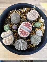 リトープスセット♡