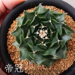 2025年最新】オブレゴニアの人気アイテム - メルカリ