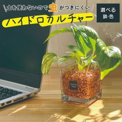 観葉植物 ハイドロカルチャー ポトス オレンジゼオライト 土を使わない ミニ 観葉 母の日 初心者 小さい おしゃれ 開店祝 風水 卓上 玄関 インテリア リビング 送料無料