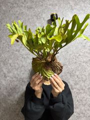 タンポポ様専用　コルク付け　輸入直後新鮮株【Lサイズ】A8 ▽P.ridleyi Wild from Central Borneo ▽ リドレー　リドレイ【PLANET】ビカクシダ