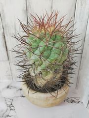 【 大株 サボテン 】テロカクタス 緋冠竜   Thelocactus hexaedrophorus.var.fossulatus