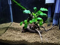 403．流木付き水草 アヌビアスナナ 南米ウィローモス