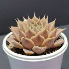 エケベリア原種 シムランス アセッシオン simulans. Ascencion  ケーレス実生苗  月曜or火曜日発送。