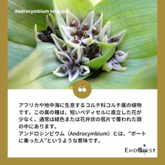 アンドロキンビウム ロンギペス EQ700 20粒