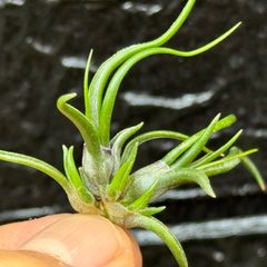 ミニクランプ＊ 株元からミニ3芽吹き中＊ チランジア ブルボーサ ミニブラジル Tillandsia bulbosa Mini Brazil＊エアプランツ＠フラワーショップ江口