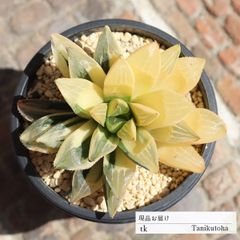 ハイデルベルゲンシス錦 極上斑 TK170 ハオルチア 7.5ｃｍポット おすすめ販売 写真の子をお届け 特定販売