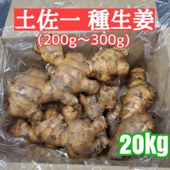千葉県産 三州生姜 種生姜 20kg 小生姜 - メルカリ