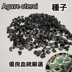 アガベ　オテロイ　種子【20粒】　優良血統厳選　オアハカ　メキシコ産　　鮮度の良い種ですので発芽率も高い！のサムネイル