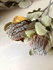 お買得品‼️＊バンクシアコクシニア＊‼️ドライフラワー２本ネイティブフラワー