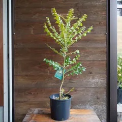 2025年最新】バンクシア グランディスの人気アイテム - メルカリ