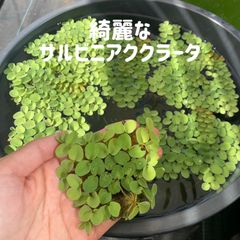 きれいなサルビニアククラータ1パック