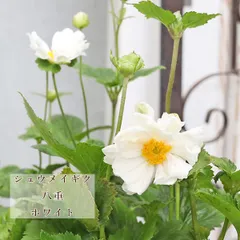 2025年最新】花苗の人気アイテム - メルカリ