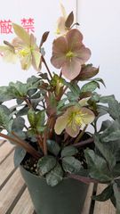 【値下げ】クリスマスローズ　マエストロ　ハイブリッド　５号鉢　開花株
