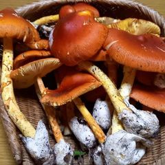 天然きのこ71　訳ありタマゴタケ700g