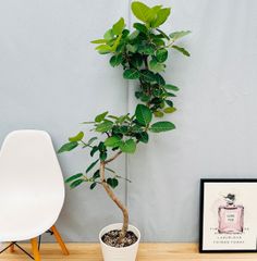 ［現品］【希少】☆おすすめ☆ 89番　フィカス　グランディス　曲がり　8号 観葉植物 フィカス バーガンディ曲がり（8号鉢）｜HanaPrime