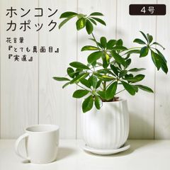 観葉植物 小さい シェフレラ ホンコンカポック 斑入り 4号 白陶器鉢 ソーサー付 ベラボン付 ヤドリフカノキ おしゃれ 鉢植え 母の日 インテリア リビング 送料無料 [白3]