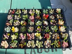 多肉植物 大きめカット苗セット おまかせ詰め合わせトレー 宅急便