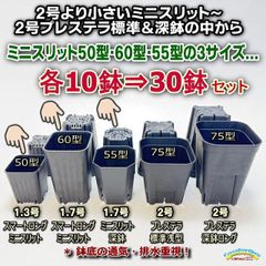 2号より小さいミニスリット～2号プレステラ75標準＆深鉢の中からミニスリット50型・60型・55型の3サイズを各10鉢⇒合計30鉢セット＊多肉植物・塊根植物コーデックス・アガベ・サボテン・ハオルチア・アデニウム・パキポディウム・実生＠フラワーショップ江口