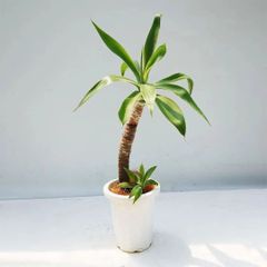 No，109　アガベ・アテナータ ７５ｃｍ ８号鉢