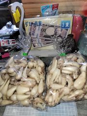 鳥取県北栄町産　砂丘らっきょう　１キロ