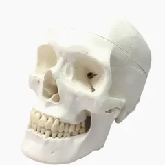 2024年最新】頭蓋骨 標本の人気アイテム - メルカリ