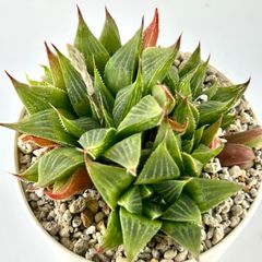 【多肉植物】ハオルチア・祝宴錦　群生　Haworthia turgida f. variegata