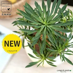 パイナップルコーン（ソテツキリン） 白色 丸型 陶器鉢【バークチップ・受皿】 蘇鉄麒麟 ユーフォルビア 蘇鉄キリン きりん