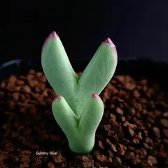 dショッピング |（多肉植物）コノフィツム ビロブム ssp