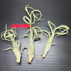 エアプランツ　チランジア　インターメディア　Tillandsia intermedia  3個セット☆