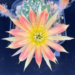 花サボテン ロビビア交配種(68904)