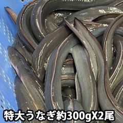 【 生きたまま発送 】 生 うなぎ 約300gX2尾 特大サイズ（冷蔵便） 愛知三河産などの国産 バーベキュー