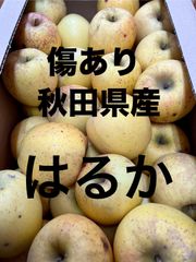 秋田県産りんご　はるか　10キロ傷あり家庭用