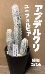 ② ユーフォルビア　アブデルクリ　群生