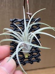 【ネコポス】チランジア スークレイ ラージフォーム Tillandsia sucrei Large Form　キンクマ農園☆T0101