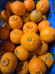 訳あり不知火(デコポン)箱込み4.5kg