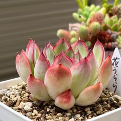 多肉植物 ☘️ 花うらら 抜き苗