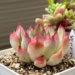 2024年最新】多肉 花うららの人気アイテム - メルカリ