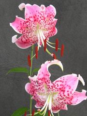 K*1様 山野草・ササユリ苗・画像の今期開花苗お届けいたします。ユリ苗