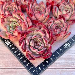 多肉植物　コロラビン　韓国苗