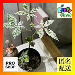 2025年最新】実生 パキラ 斑入りの人気アイテム - メルカリ